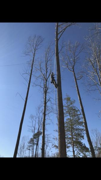 Thy Neighbor Tree Services