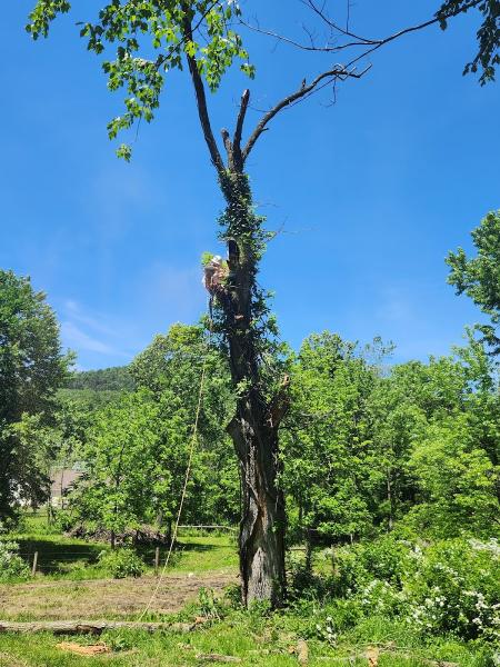 FJ Tree LLC
