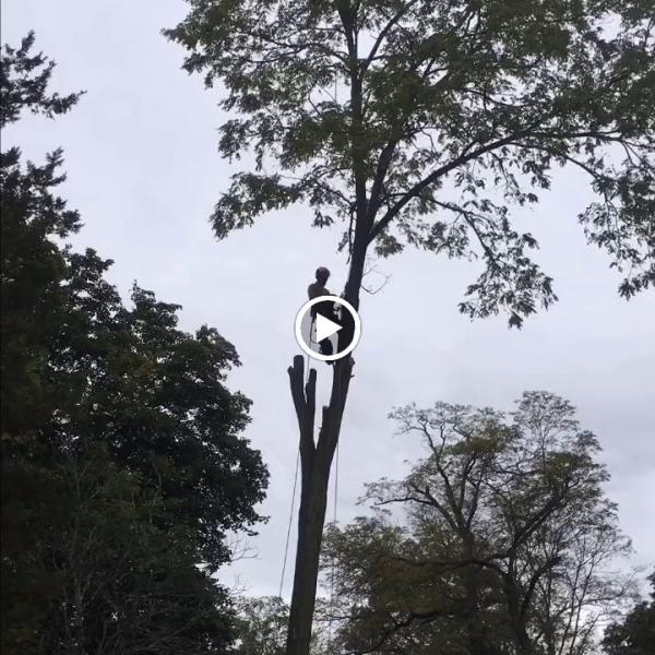 Rana Tree Removal LLC