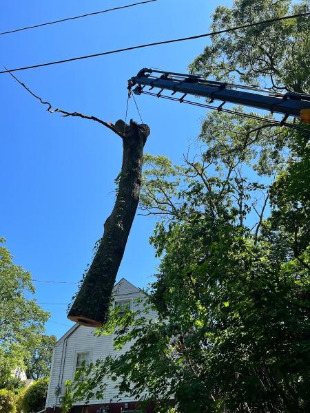 Rana Tree Removal LLC
