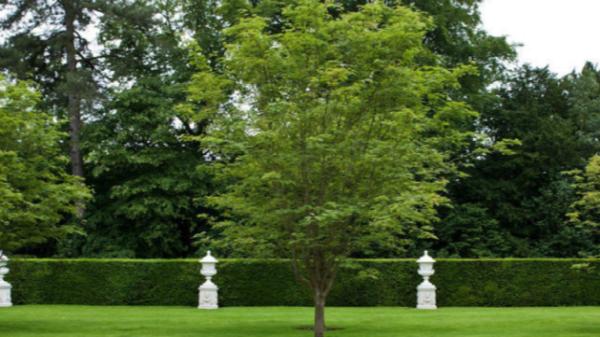 Bart Flanagan Tree Service