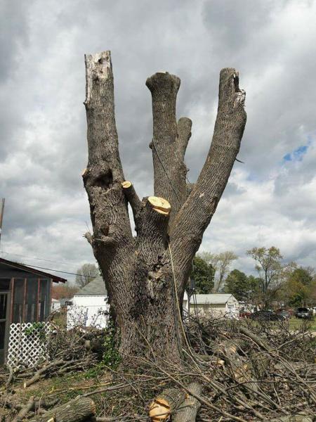 Illinois Tree Removal