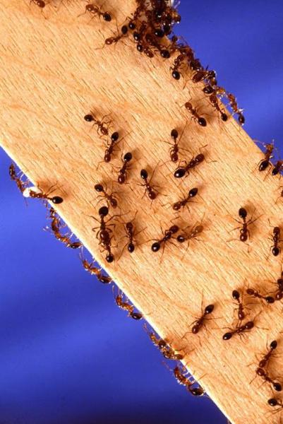 Pesky Pest Services