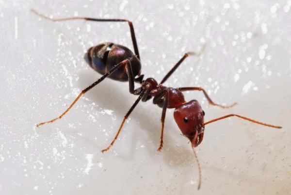 Buzz Kill Pest Control