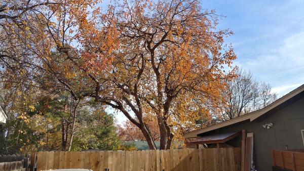 Norman's Expert Tree Care