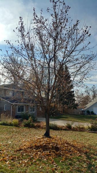 Norman's Expert Tree Care