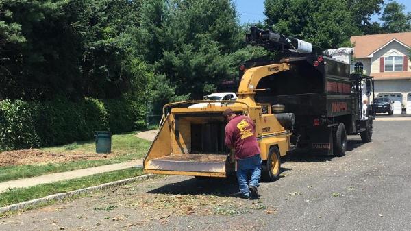 Scottie's Tree Service