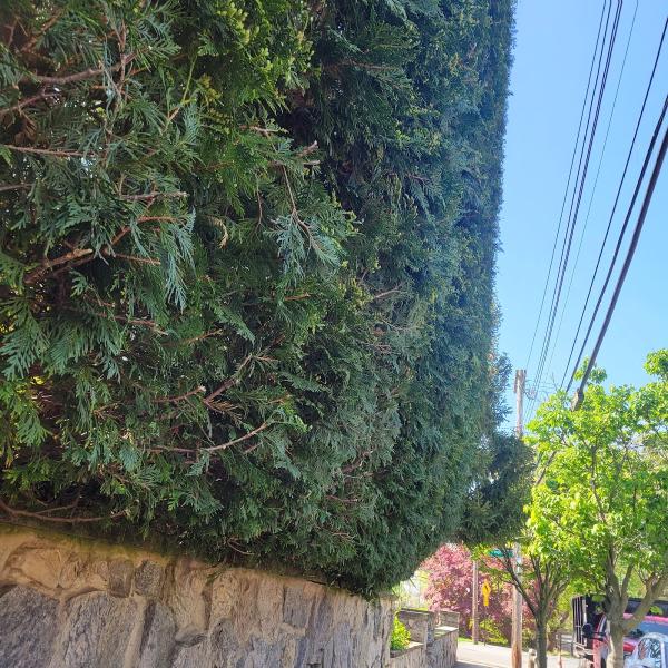 Scottie's Tree Service