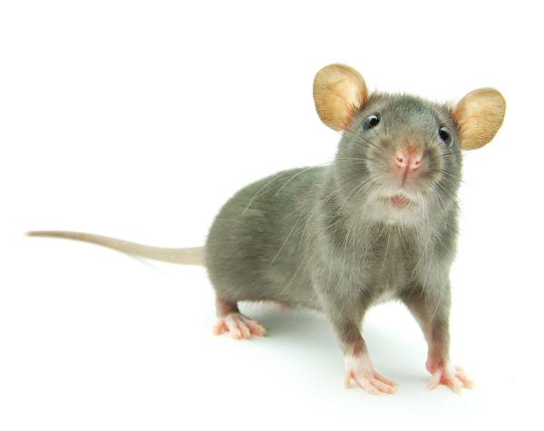 Gtas Exterminators & Termite