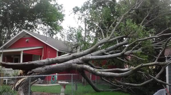 Trussell's Landscaping and Tree Service