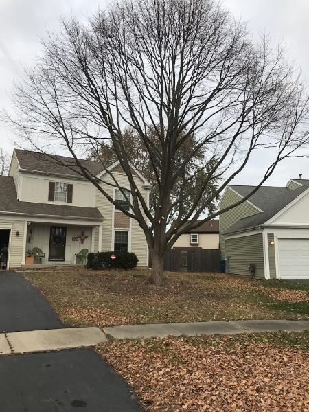 Herrera's Tree Services