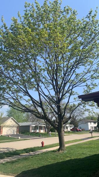 Herrera's Tree Services