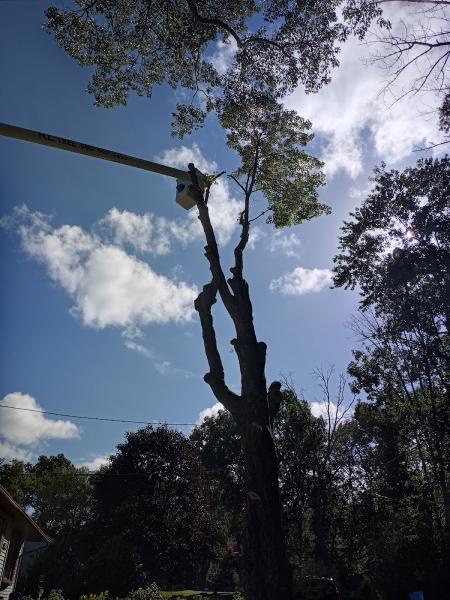 Northeast Tree LLC
