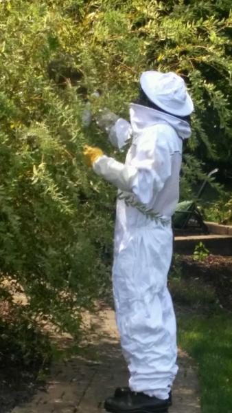Black Dog Pest Solutions