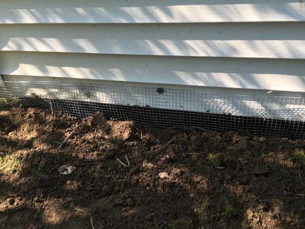 Black Dog Pest Solutions