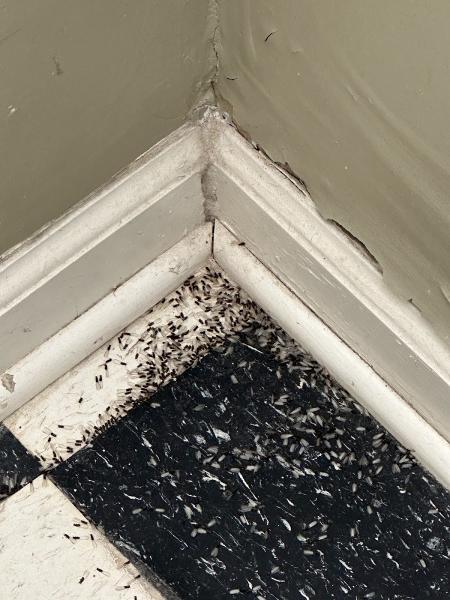 Combs Pest Control
