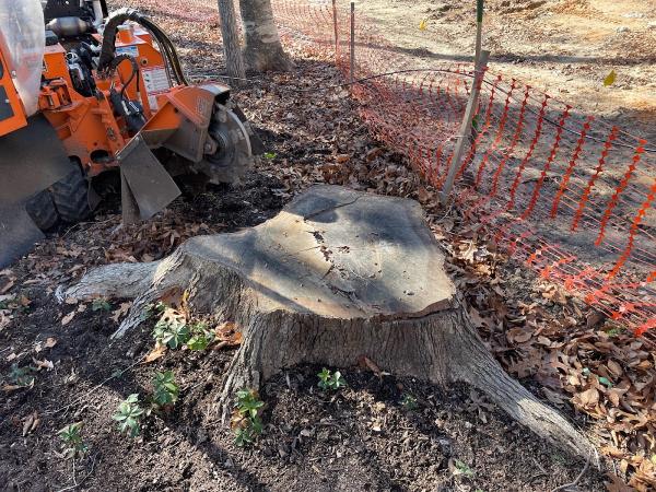 Stump Chumps Grinding & Removal
