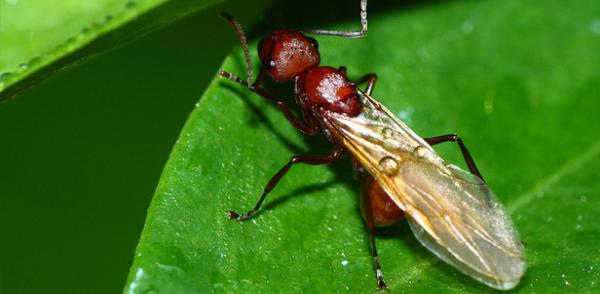 D & J Pest Control Inc.