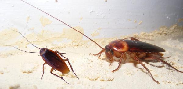 D & J Pest Control Inc.