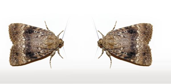 D & J Pest Control Inc.