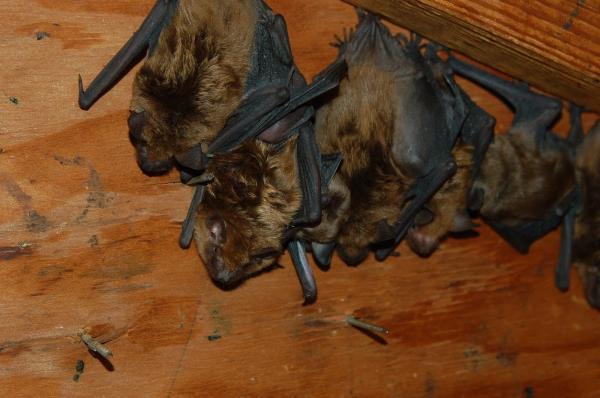 Triangle Wildlife Removal & Pest Control