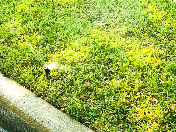 Sprinklers Repair Landscape