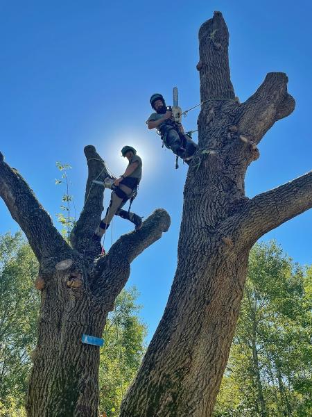 Renstrom Tree Service