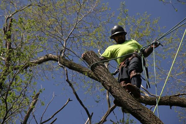 Birchwood Tree Services