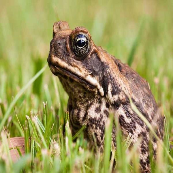 Pest Tech Hawaii