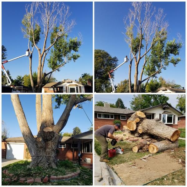 Neighborhood Arbor Care