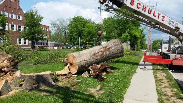 Cevet Tree Care