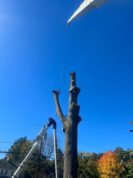 Arbor Care Tree Service