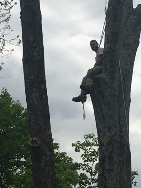 Innovative Tree