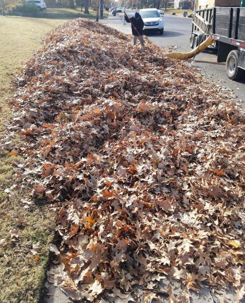 Memphis Leaf Removal