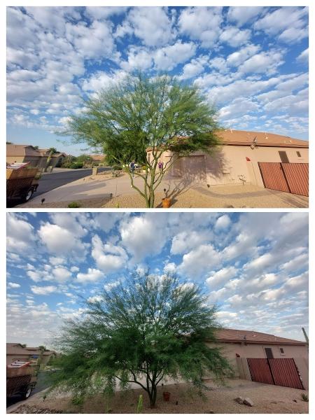 Bynum Tree and Landscape