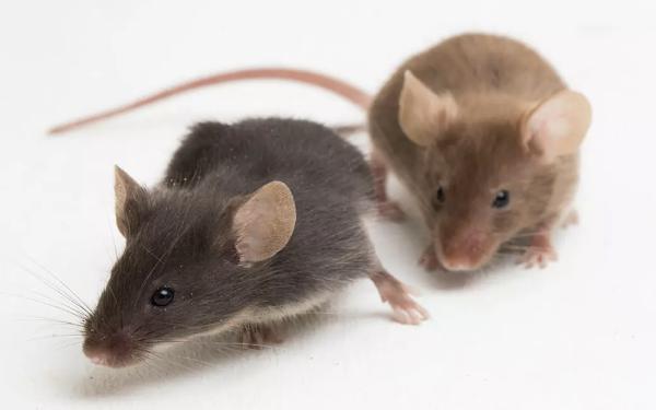 Atco Pest Control