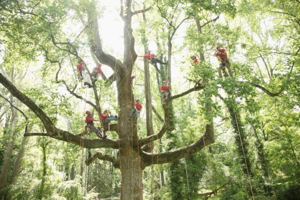 Van Yahres Tree Company