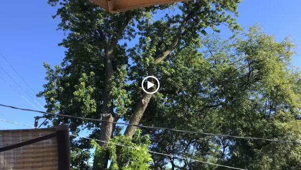 Gonzalez Tree Care