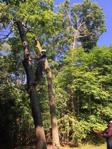 Gonzalez Tree Care