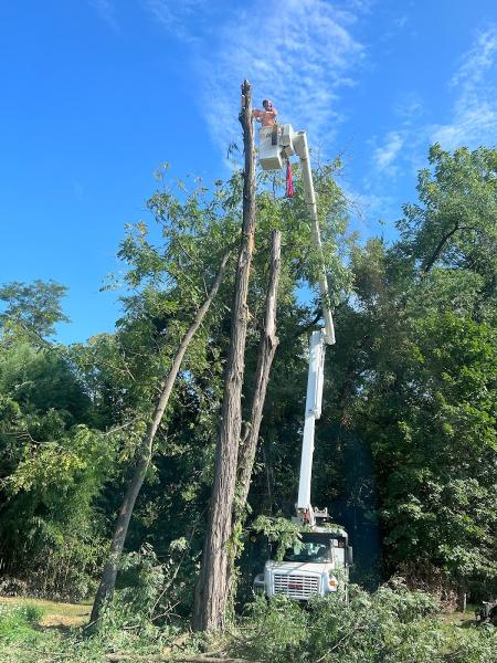 717-Arborist LLC