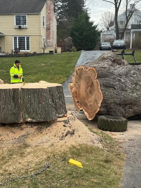 717-Arborist LLC