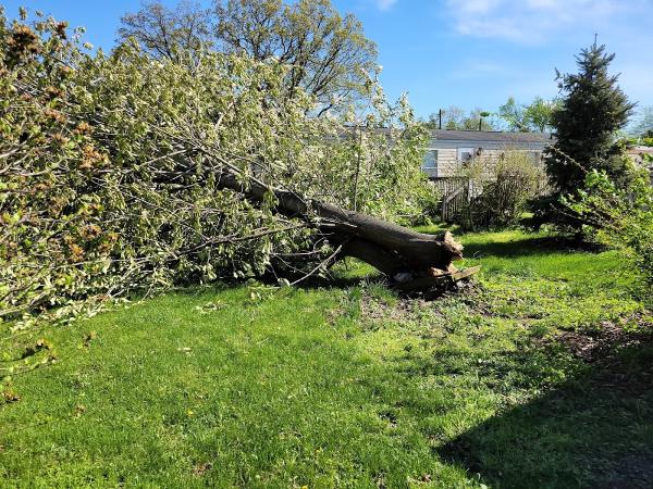717-Arborist LLC