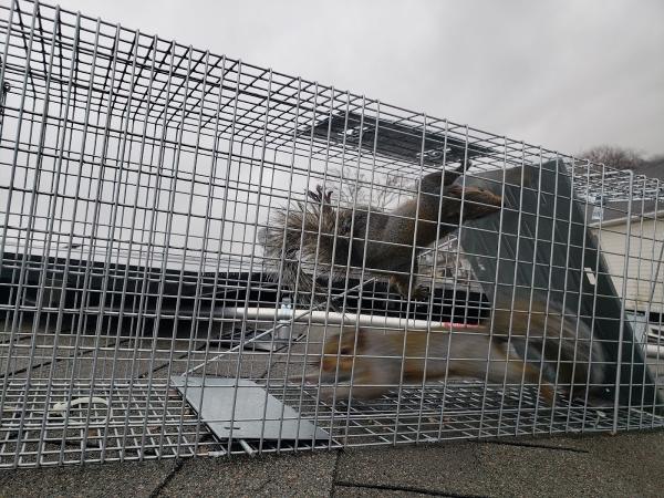 Richmond Pest Control