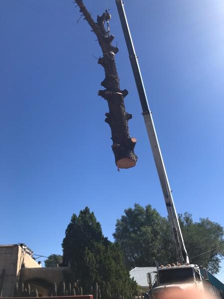 Tree Experts LLC