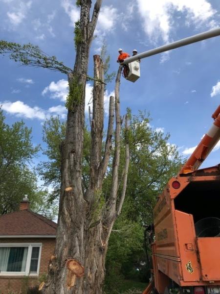 Idaho Falls Tree Service