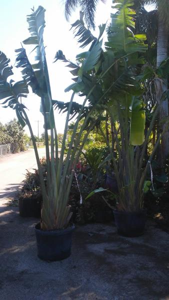 The Nature Touch Inc