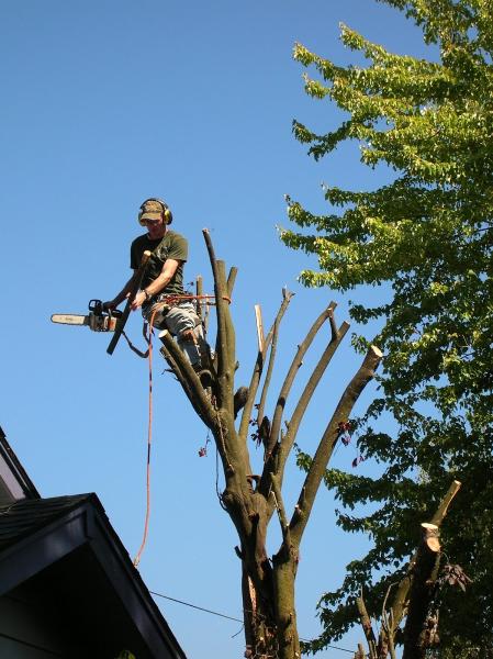 Collage Tree Care