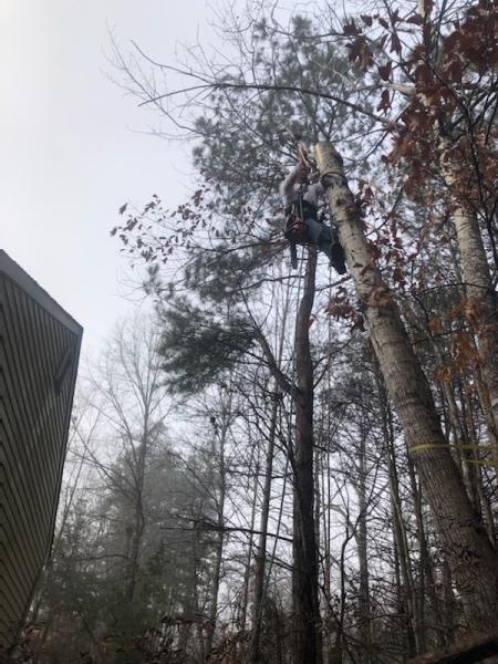 Weber Tree Service and Landscaping