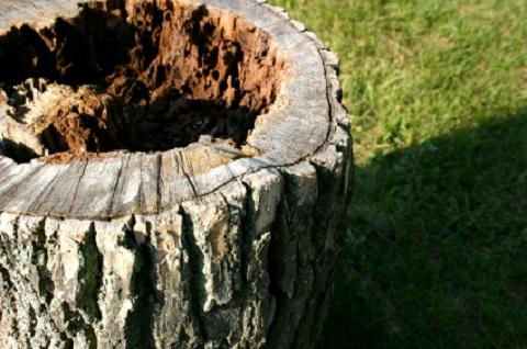 Griffith Tree Services