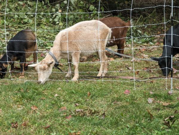 Chompers Goatscaping